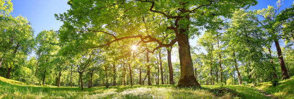 Why You Should Never Attempt Tree Removal on Your Own