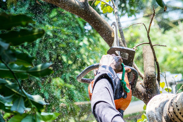 The Basics of Tree Trimming and Pruning