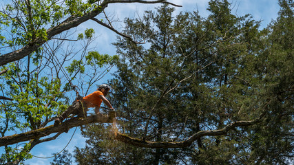Safety Tips For Tree Cutting