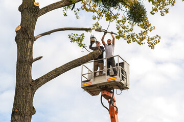 Factors to Consider When Hiring Tree Removal Services